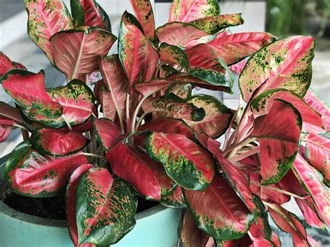 How to Grow and Care for Aglaonema (Chinese Evergreen)