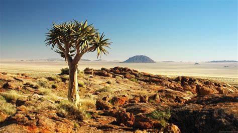 Download Namibia Quiver Tree In Karoo Desert Wallpaper | Wallpapers.com