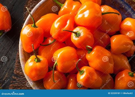 Raw Organic Orange Habanero Peppers Stock Image - Image of chillies ...