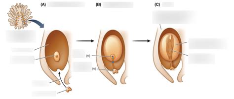 Seed Development 的图像结果
