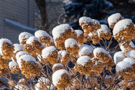 Mophead Hydrangea In Winter Proper Spring Care For Hydrangea