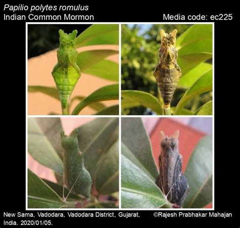 Papilio polytes | Butterfly