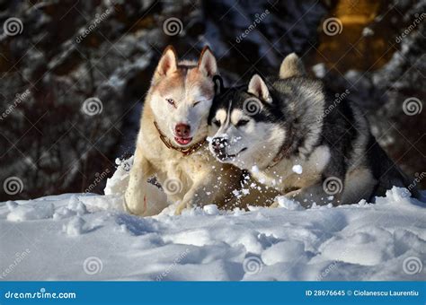Siberian husky in the snow stock image. Image of outdoors - 28676645