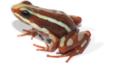 Some Frogs Use Toxins to Deter Predators, but Evolution Doesn’t Supply Free Lunch | College of ...