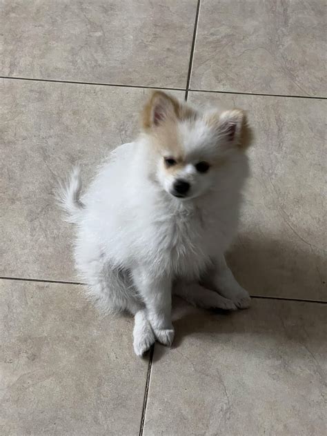 Monroe is the mostest! Insane how fast these babies are : r/Pomeranians