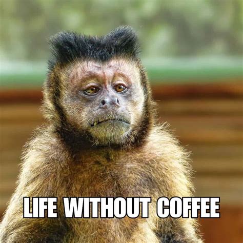99 HILARIOUS Coffee Memes for Sharing