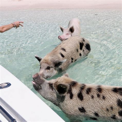 PRIVATE AIRPLANE SWIMMING PIG EXCURSION (2026) All You Need to Know ...