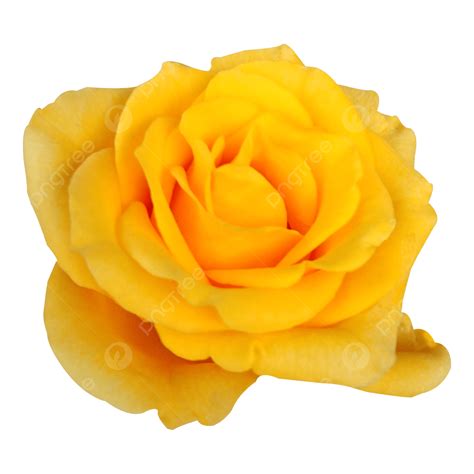 Yellow Rose Flower Image, Rose Flower, Yellow Flowers, Beautiful PNG ...