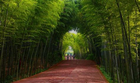 一年看变化｜四川长宁县建设世界竹生态文化旅游目的地 - 封面新闻