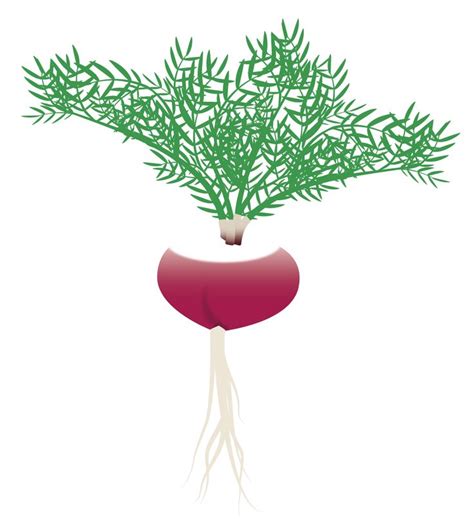 Image result for Maca Tree