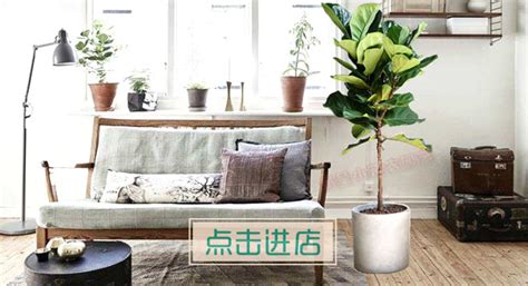 Forest绿植专卖店设计 – 米尚丽零售设计网 MISUNLY- 美好品牌店铺空间发现者