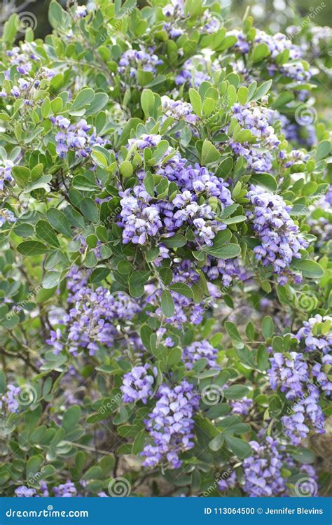Texas Mountain Laurel stock photo. Image of flora, beauty - 113064500