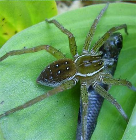 Real Man Eating Spider