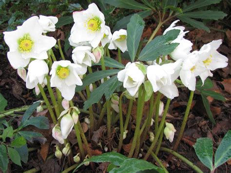 Helleborus niger (Christmas Rose) - World of Flowering Plants