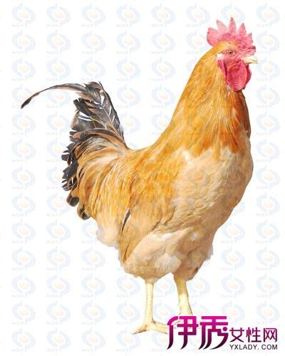 【十二生肖属鸡的年份】【图】十二生肖属鸡的年份有哪些 鸡年出生运势是好是坏(3)_伊秀星座|yxlady.com