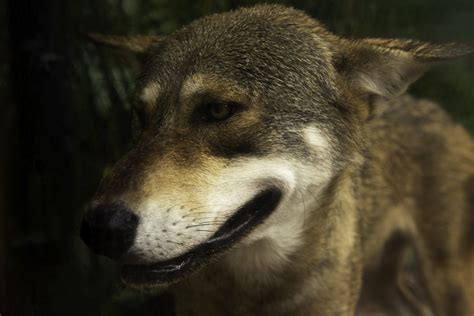 Image result for Zebra Zoo Wolves Howling