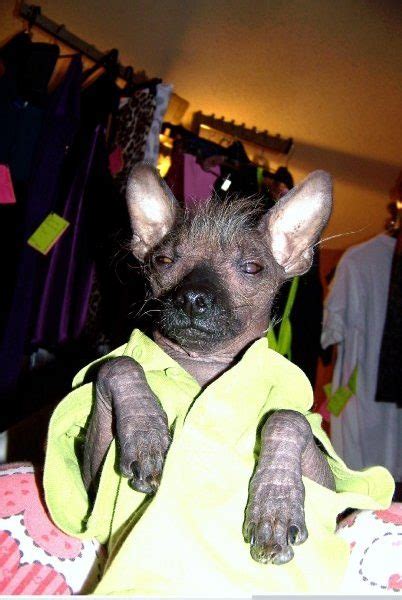 Image result for Poppy Chulo