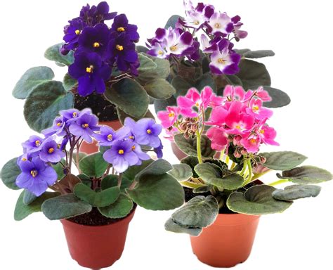 Amazon.com : African Violet Plant, Blue Flowers African Violet Plant ...