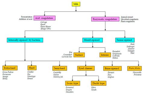 Microbial Interactions within the Cheese Ecosystem and Their ...