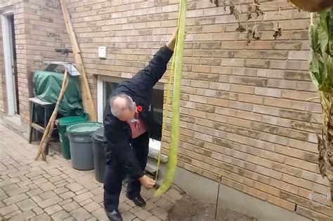 8-foot zucchini grows in Ontario, Canada: Is it a world record?