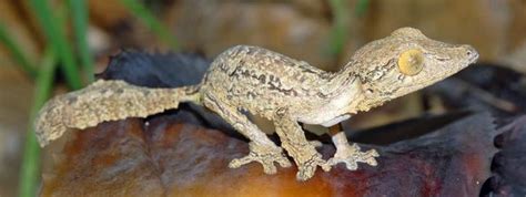 Madagascar: stunning wildlife, landscapes, and cultural diversity