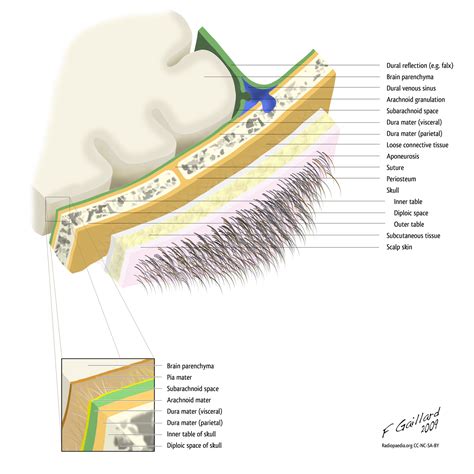 Meninges | Dura mater - Arachnoid mater - Pia mater | Geeky Medics