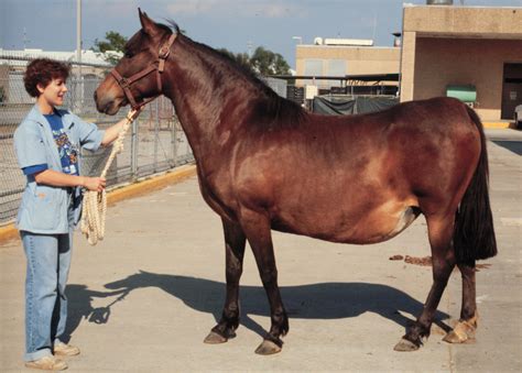 Horse Pregnancy Length