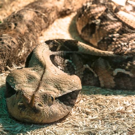 Gaboon Viper Snake Bite 的图像结果