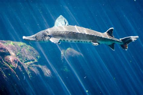 Sturgeon | The Canadian Encyclopedia