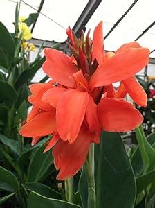 Siviga® Canna lily flower bulbs for Your Garden | reddish orange Canna ...