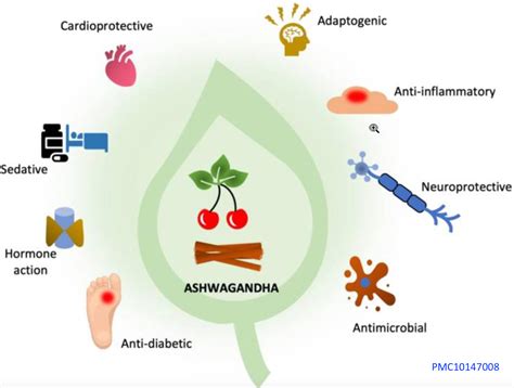 Ashwagandha: Your Guide to Stress Relief and Better Sleep