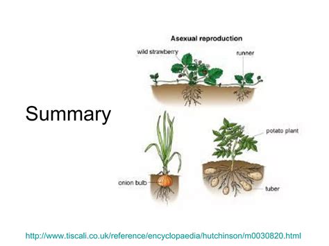 Image result for Types of Plant Reproduction