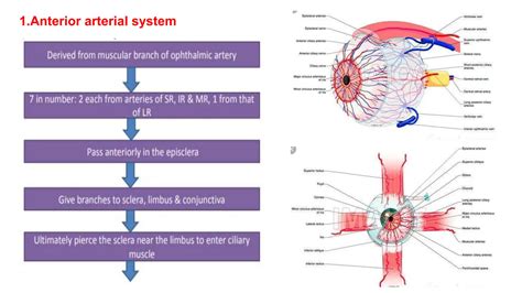 Anatomy of uvea UVEA of ophthalmology.pptx
