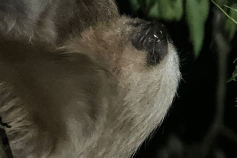 Night Walk Tour Monteverde - Viator