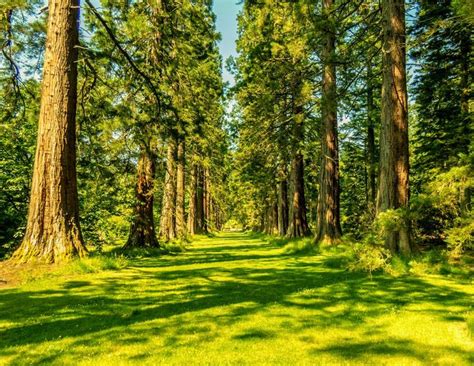 Las Mejores Fotografías del Mundo: Los hermosos bosques de secuoyas ...
