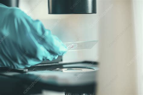 Image result for Using Light Microscope