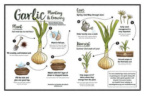 Image result for Planting Spring Garlic