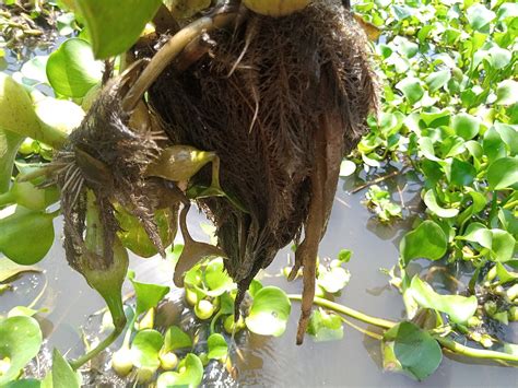 Potato Peels and Pea Pods – STEAMindiaReports