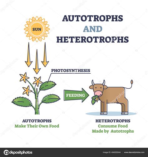 Autotrophs and heterotrophs as nature energy source division outline diagram Stock Vector by ...