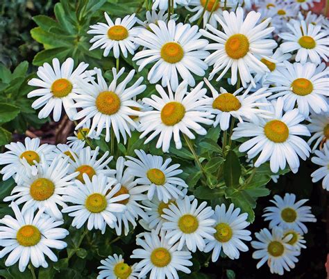 Montauk Daisy - Database Plants