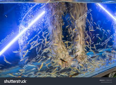 Do Fish Eating Feet Work at Benjamin Zimmerman blog