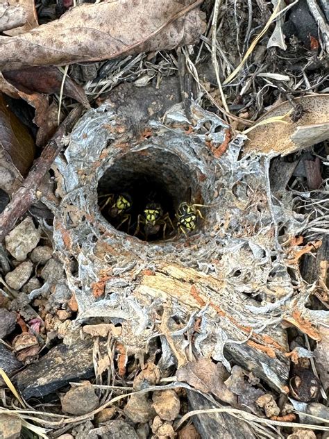 Yellow Jacket Nests How To Kill Yellow Jacket Wasps & Destroy The Nest