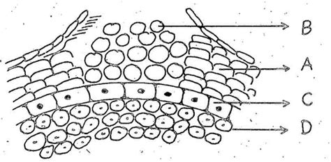 In the diagram of lenticel identify the parts as A, B, C, D.