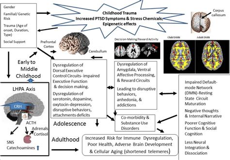 Image result for Trauma Brain Development