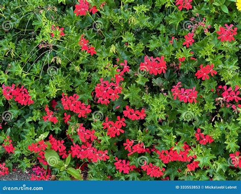 Wide View of Red Ivy Geranium Pelargonium Peltatum Spreading Over Lush ...