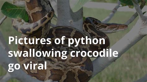 Python Swallowing an Impala 的图像结果