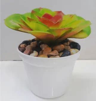 Succulent Plant Manufacturers in Vasant Kunj