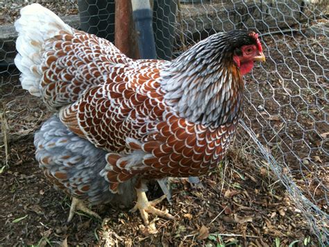 Blue Laced Red Wyandotte Eggs