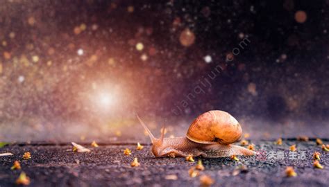 关于蜗牛的小知识10条 有关蜗牛的小知识 - 天奇生活