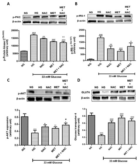 An In Vitro Study on the Combination Effect of Metformin and N-Acetyl ...